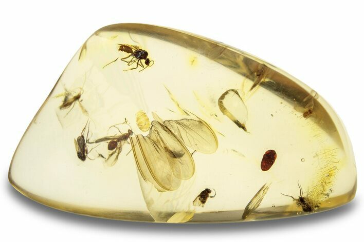 Polished Colombian Copal ( g) - Flies & Snout Beetle #263984